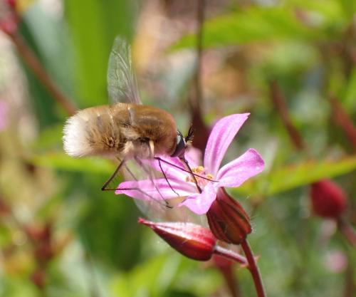 Réf. 289 971 : Bombylius sp.